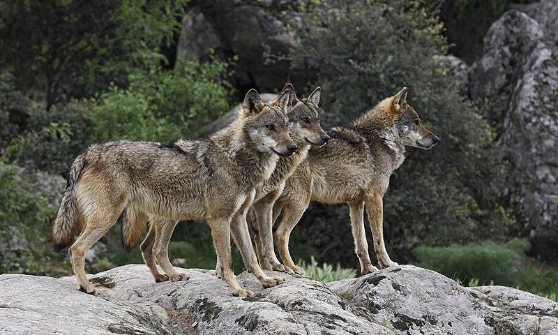 Wolf