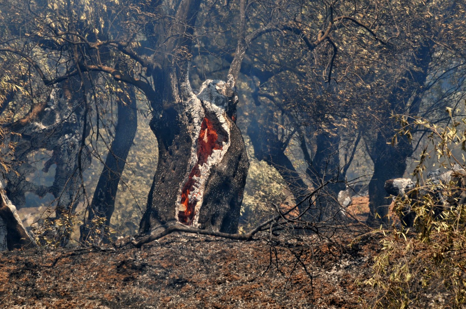 2steps disaster burn fire sernikaki eleonas amfissa fokida 004