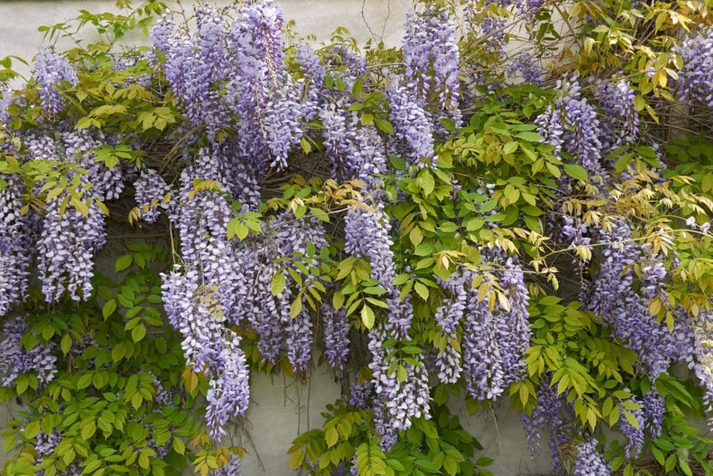 Wisteria sinensis inflorescence