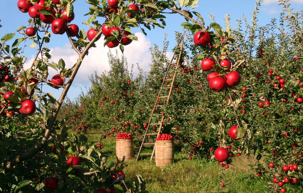 Apples 1873078 1280