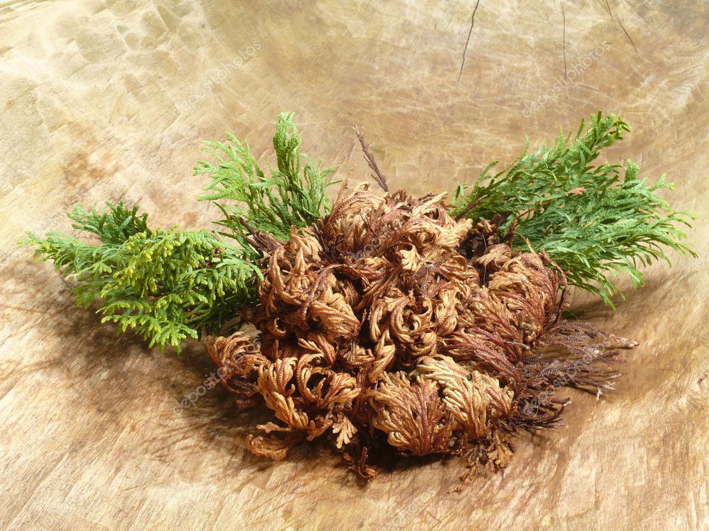 Depositphotos 8238005 stock photo rose of jericho