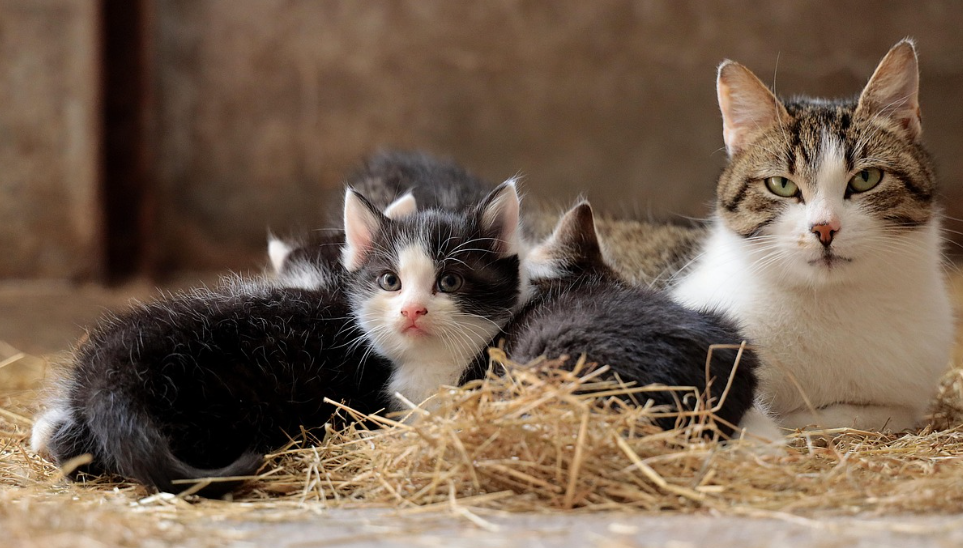 Στιγμιότυπο οθόνης 2025 11 28 144234