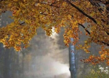 89123128 de57 4a60 be71 f868fb5b1f17 (1)